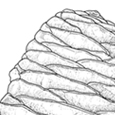 Abies pinsapo